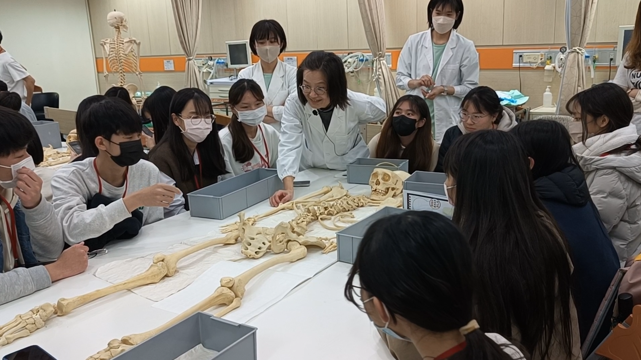 图说：经亚大后护系方维翎老师讲解人体解剖后，小组学员团队合作、运用所学拼凑全身两百多根散骨。